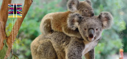 Carpetas nuevas con foto de koala